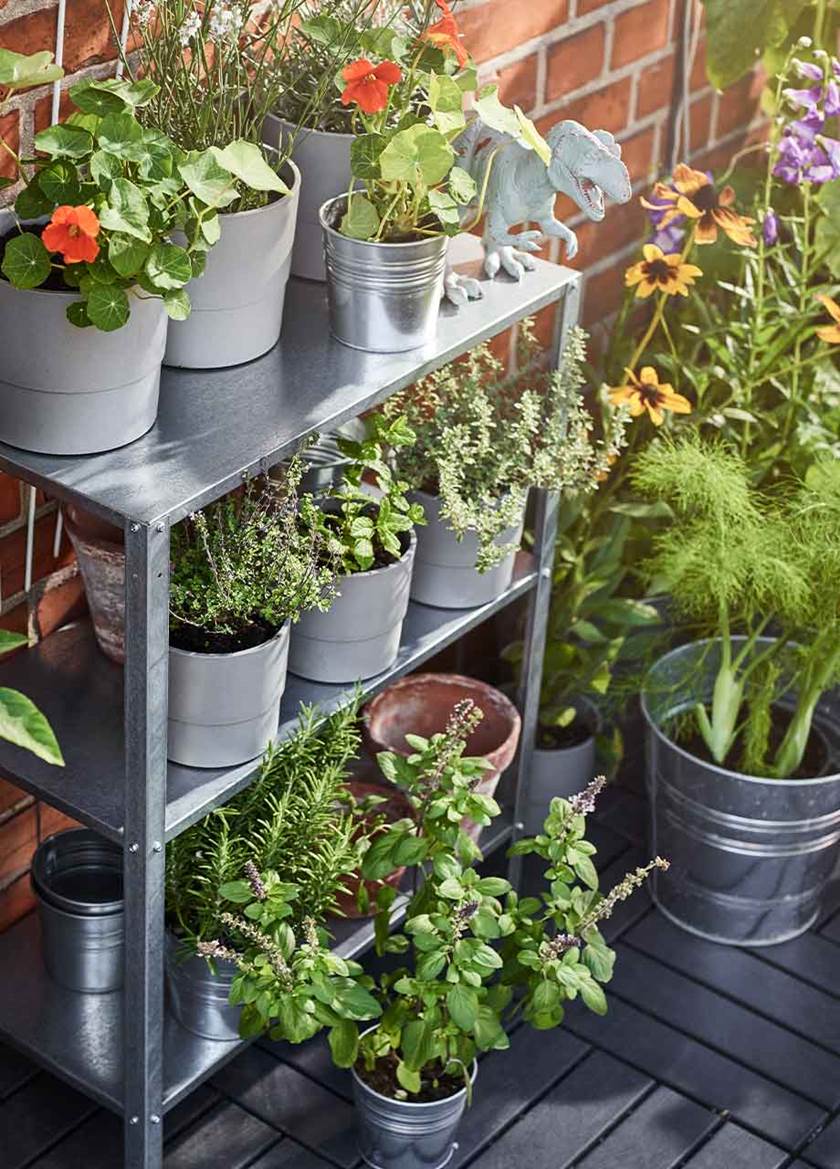 Range of plants stacked on a shelving unit