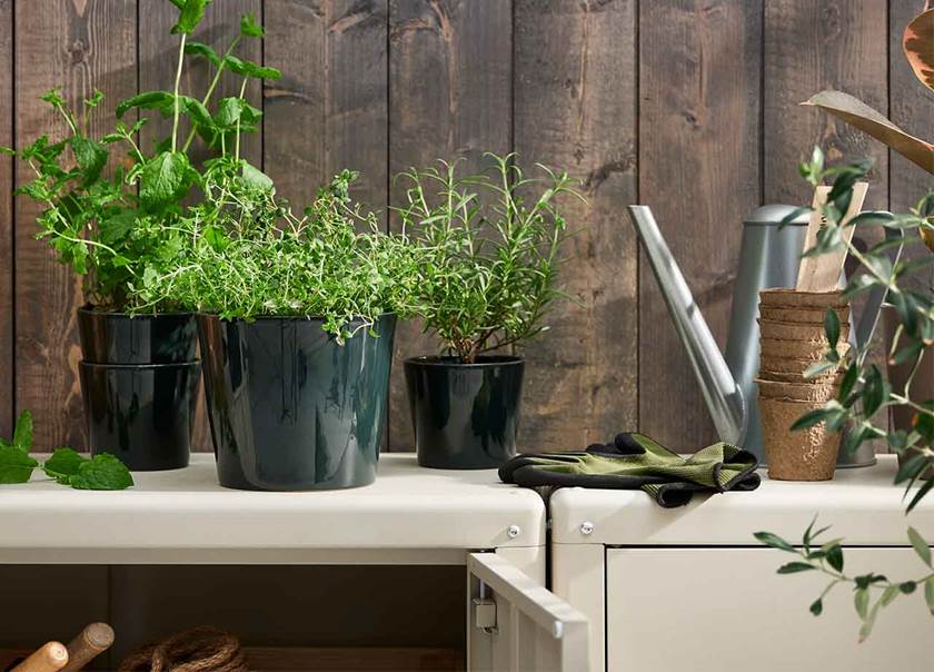 Shelf with plants and a watering can