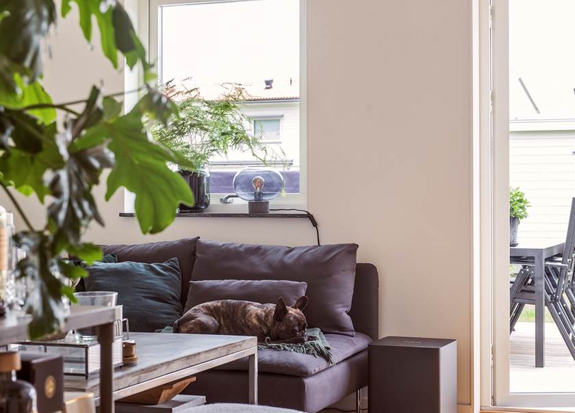 Sofa, green plant and coffee table.