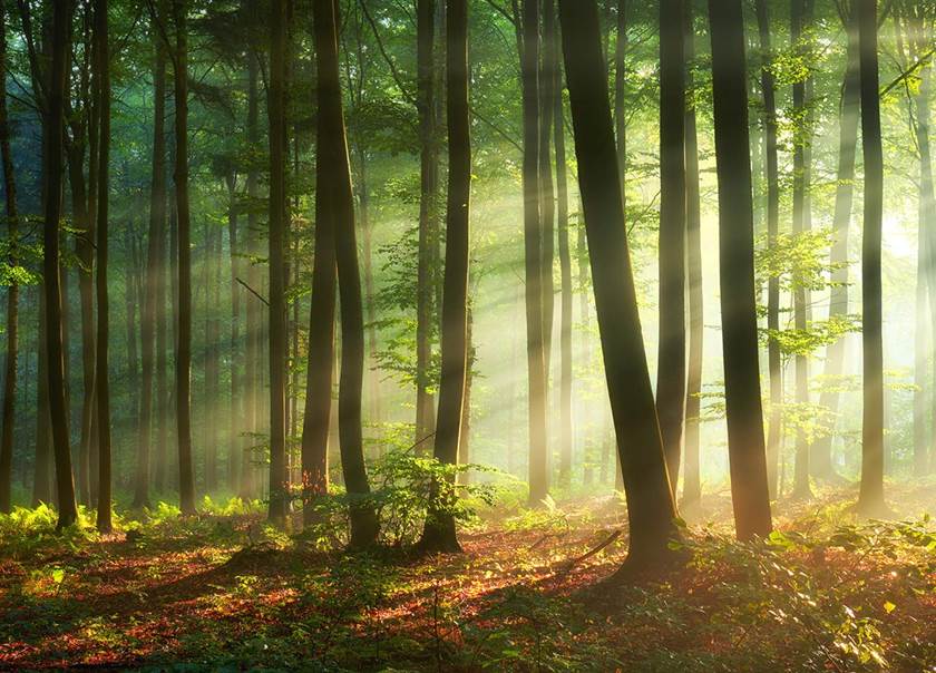 Forest with the sun shining through the trees.