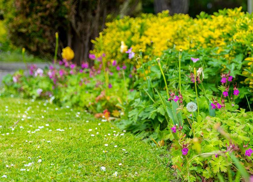 Picture of a lawn and a flowerbed with yellow, pink and red flowers.