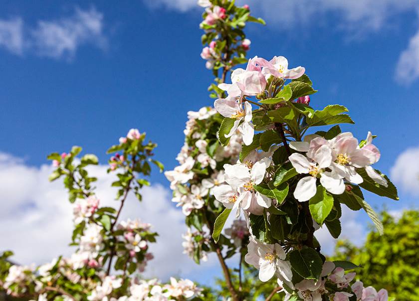 Apple blossom blue sky.