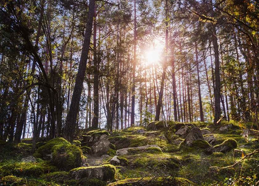 The sun shines through the_trees in the forest with moss and stone on the ground.