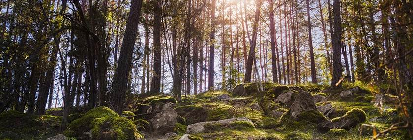 The sun shines through the trees in forest.