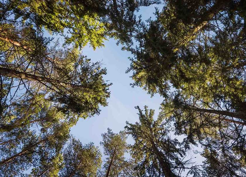 Treetops in forest with blue sky. Treetops in forest with blue sky.