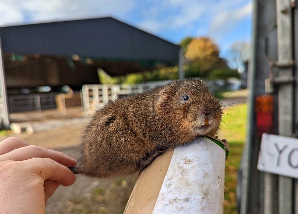Watervole